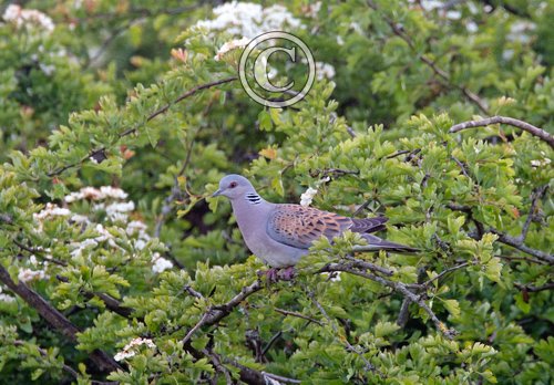 Turtle Dove DM1823